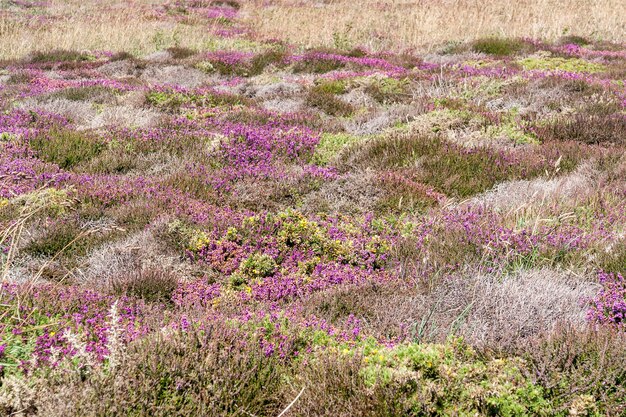 Photo colorful heath vegetation