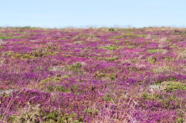 colorful heath vegetation