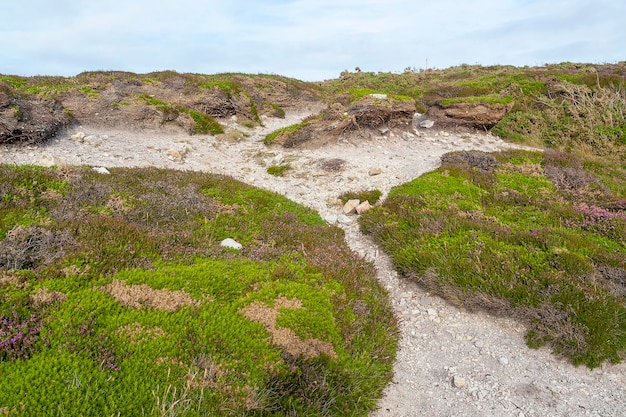 colorful heath vegetation