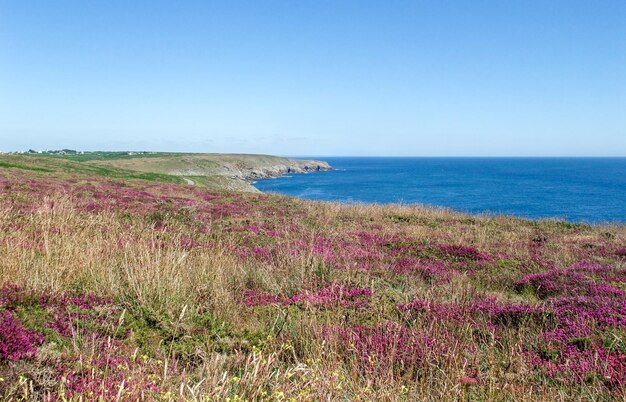 Photo colorful heath vegetation