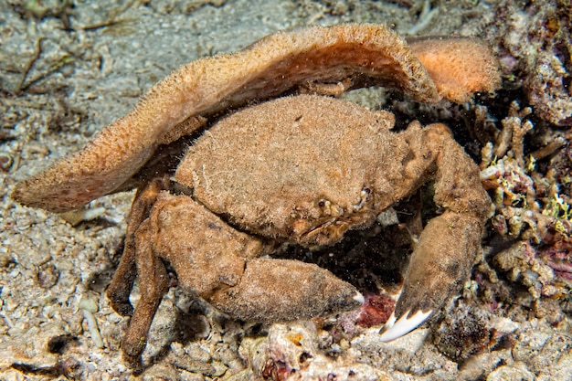 A colorful hermit crab