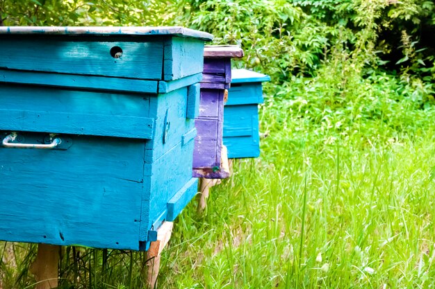 Colorful hives in apiary in a summer garden