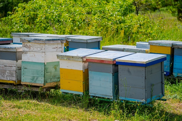 Colorful hives of bees on a meadow in summer. Hives in an apiary with bees flying to the landing boards. Apiculture. Bee smoker on hive.