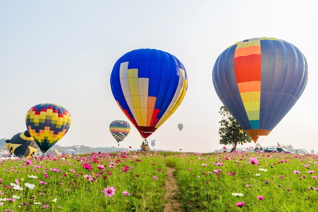 Colorful hot-air balloons flying over cosmos flowers at sunset