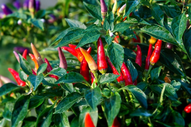 야외 태양 조명이 있는 다채로운 핫 칠리 식물.