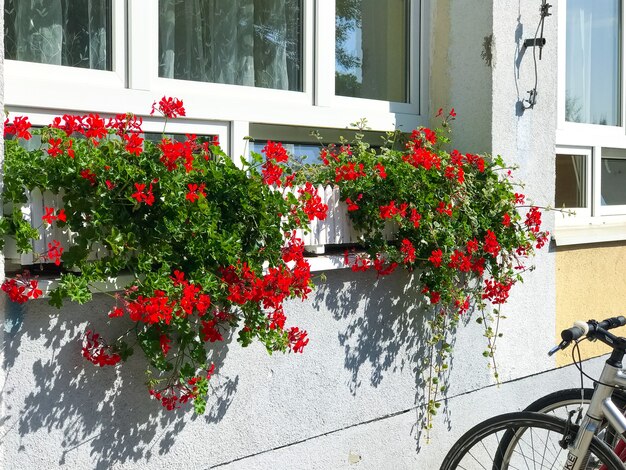 Foto casa colorata con vasi di fiori sulla finestra dell'edificio in una luminosa giornata di sole biciclette in piedi nelle vicinanze