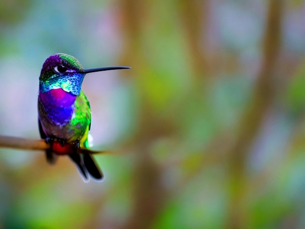 Foto un uccello colibrì colorato si siede su un ramo nella foresta con lo sfondo bur