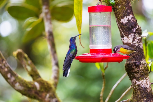 Colorful Hummingbird in Costa Rica, Central America