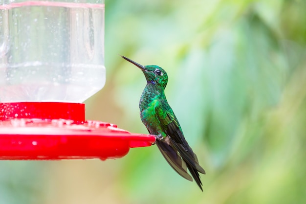 Colorful Hummingbird in Costa Rica, Central America