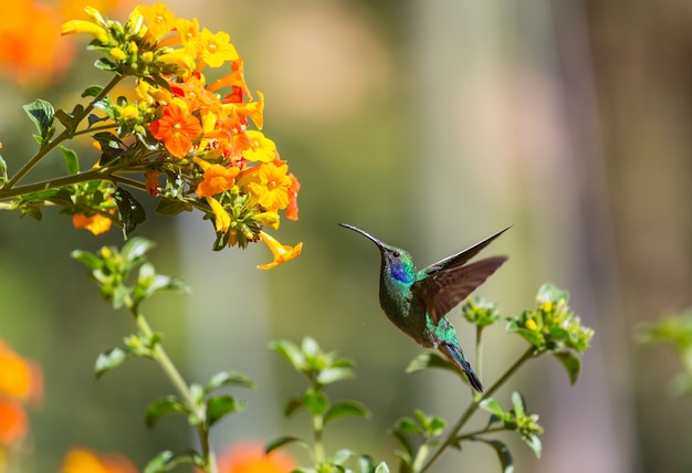 Красочные колибри в Коста-Рике, Центральная Америка