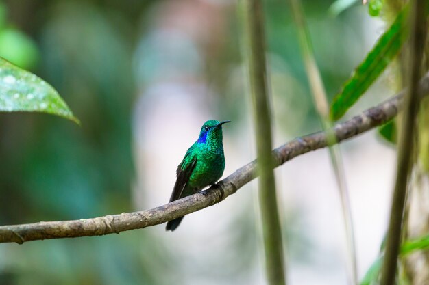 Colorful Hummingbird in Costa Rica, Central America