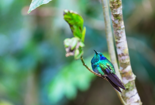 Colorful Hummingbird in Costa Rica, Central America