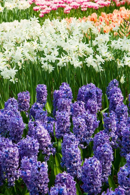 Keukenhof 정원 네덜란드의 다채로운 히아신스 꽃