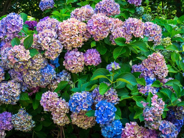 色とりどりの紫陽花が咲き乱れます 満開の紫陽花