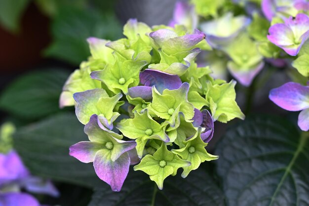 Colorful hydrangeas banner close up Purple blue pink hortensia flowers on counter in store