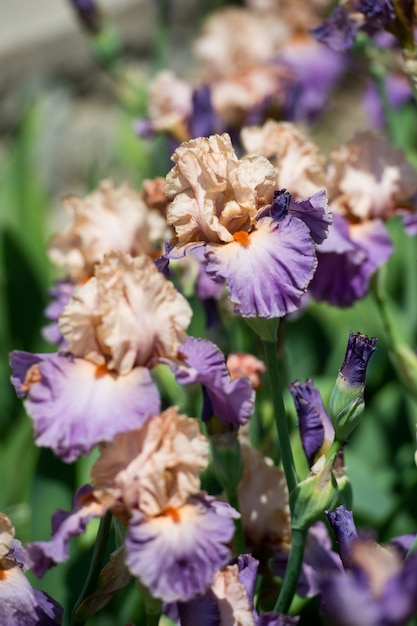 Photo colorful irises in the garden