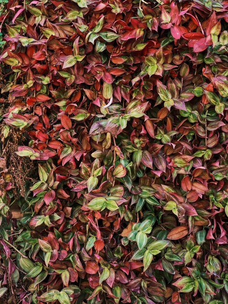 벽에 화려한 아이비 식물 잎