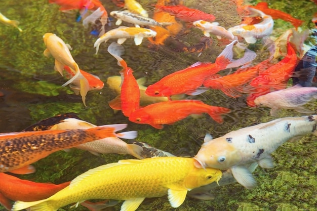 Colorful Japanese carps closeup