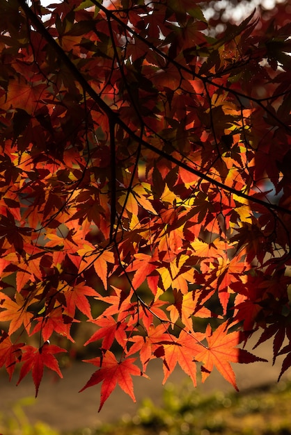 やわらかな日差しに照らされたクローズアップのカラフルなイロハモミジの葉。