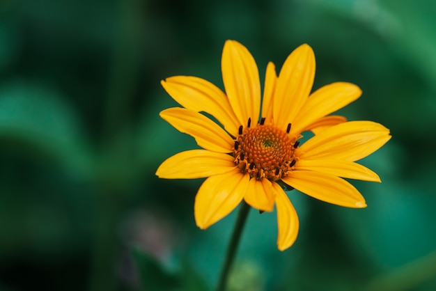 Красочный сочный желтый цветок