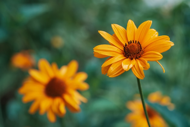 カラフルなジューシーな黄色の花