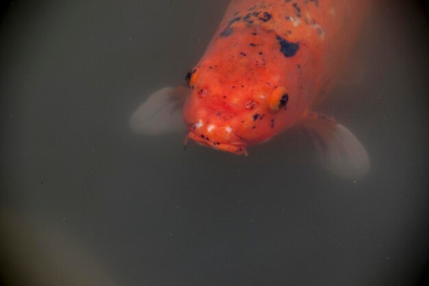 Foto pesci koi colorati nel lago