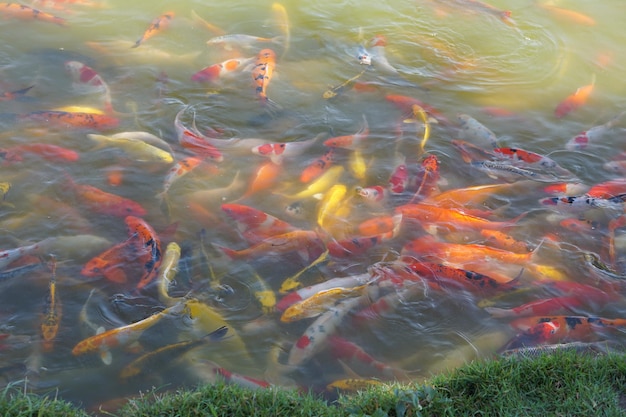 公園の池にいるカラフルな鯉