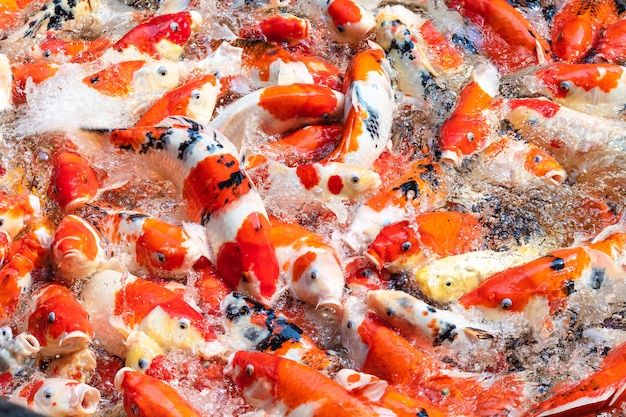 Colorful Koi fish in pond background.