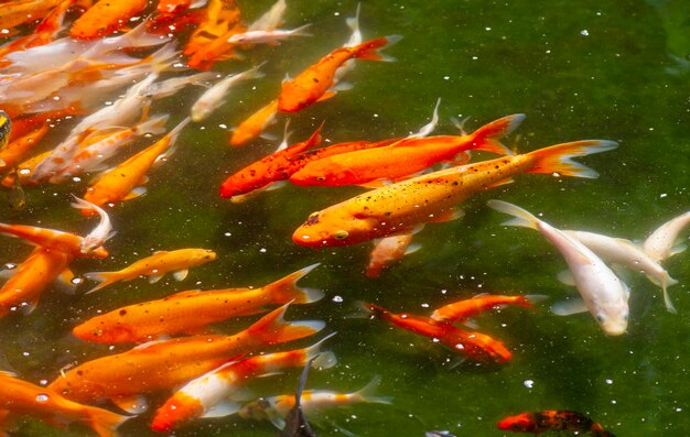 Colorful Koi fish in the in the pond