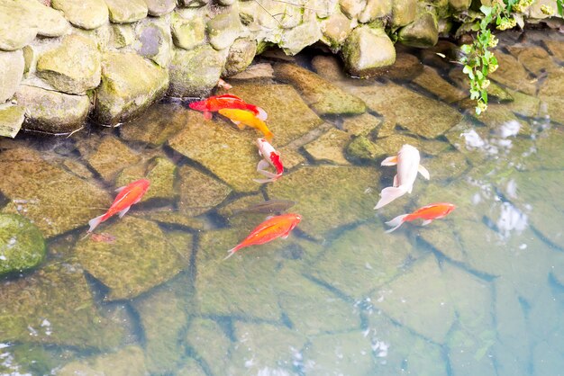 Colorful koi fish swimming underwater against stone bottom in the lake.