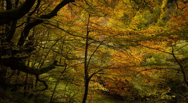 Colorful landscape, the green cover of moss with yellow leaves in autumn beech forest