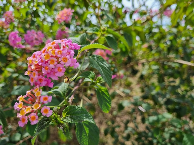 Colorful lantana camara blooming in the garden