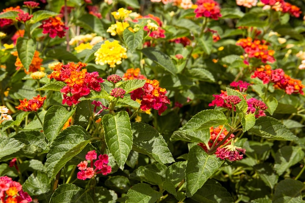 Colorful lantana camara flower in the garden