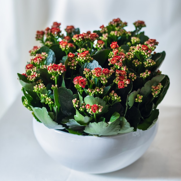 Foto colorful lantana camara fiore pianta nel vaso bianco