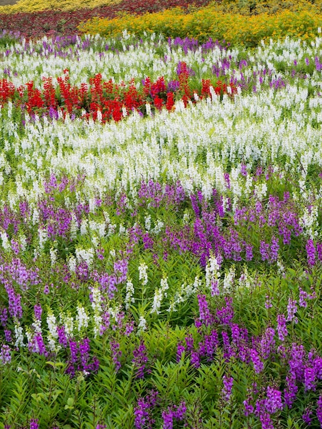 Colorful lavender field