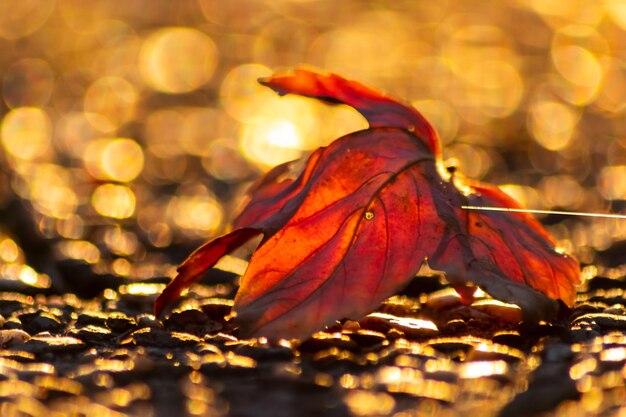 Foto le foglie colorate in autunno e autunno brillano brillantemente alla luce di fondo e mostrano le vene delle foglie alla luce solare