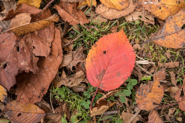 colorful leaf texture background