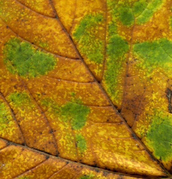 Colorful leaf texture