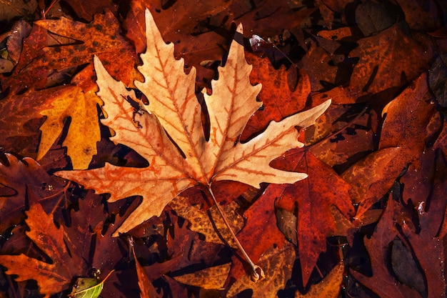 Colorful leaves in Autumn season