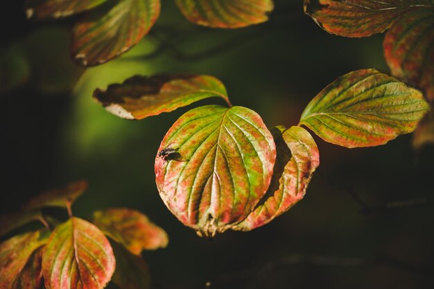 Colorful leaves in autumn