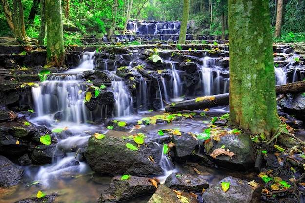 深い熱帯雨林の滝で色とりどりの葉が地面に落ちます。
