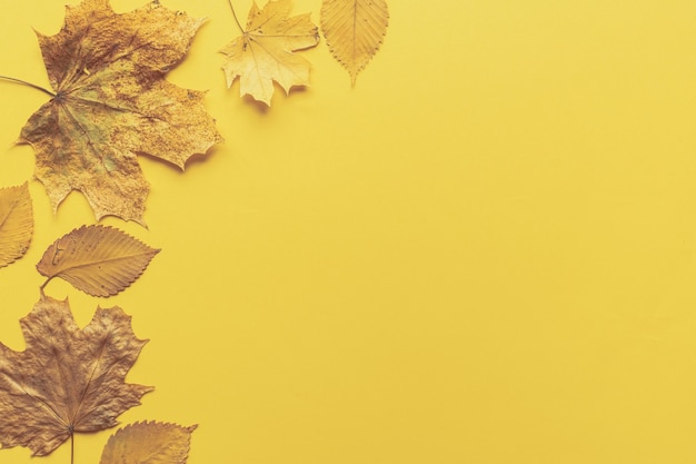 복사 공간이 있는 노란색 배경에 화려한 잎 프레임입니다. 할로윈 또는 추수 감사절 개념입니다.