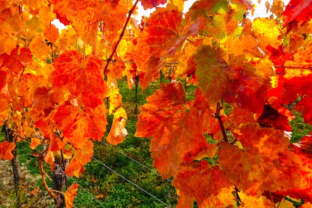 Colorful leaves from vineyards in autumn detail