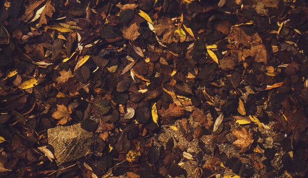 Colorful leaves on the ground