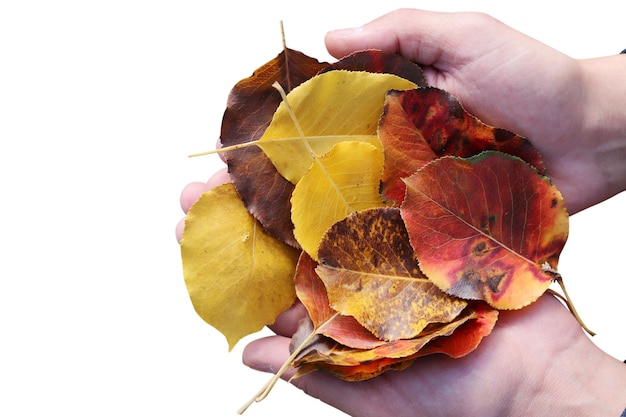 Colorful leaves in the hand