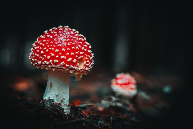 바이에른(Bavaria)과 바이에른 숲(Bavarian Forest)의 자연과 가을 풍경에 다채로운 잎이 있습니다. 여행, 자연, 풍경 사진.