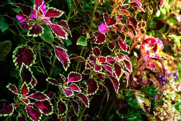 colorful leaves patternleaf coleus or painted nettle in the garden