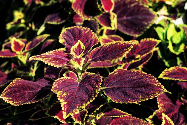 colorful leaves patternleaf coleus or painted nettle in the garden