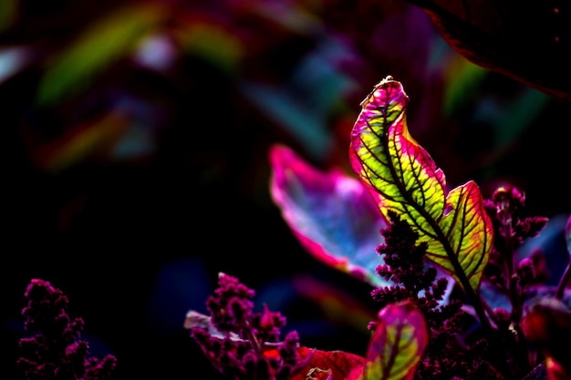 Photo colorful leaves reflecting the natural light during the day