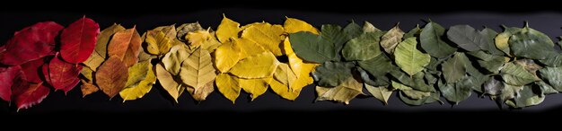 Colorful leaves in the style of naturalistic tones generative ai